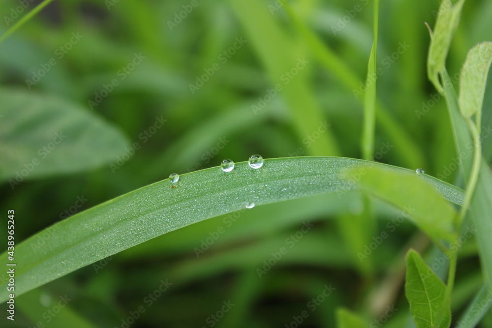 dew on a grass dew on a grass