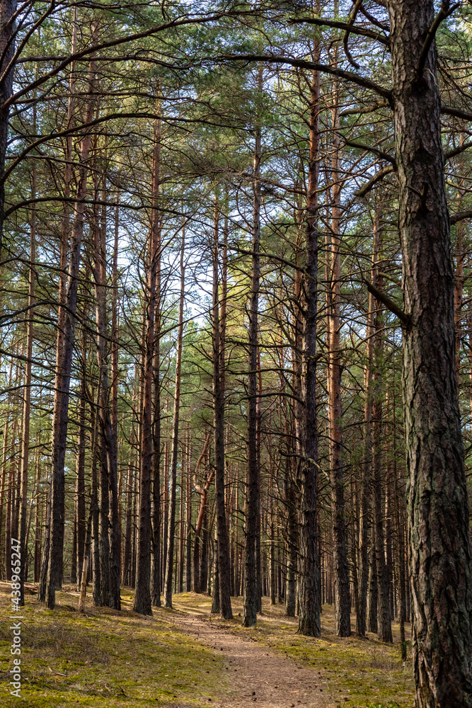 Vertical photo of small pathway covered with pine corns leads to forest between high pine tree trunks in sunny day. Inviting sunny day at pine tree forest. Vertical photo of small pathway covered with pine corns leads to forest between high pine tree trunks in sunny day. Inviting sunny day at pine tree forest.