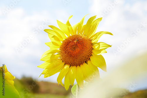 Blue skies and sunflowers