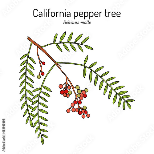 California pepper tree, or Peruvian peppertree Schinus molle photo