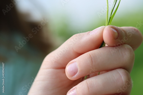 Main d'enfant tient un brin d'herbe macro gros plan doigts