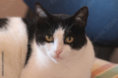 Black and white domestic cat face closeup.