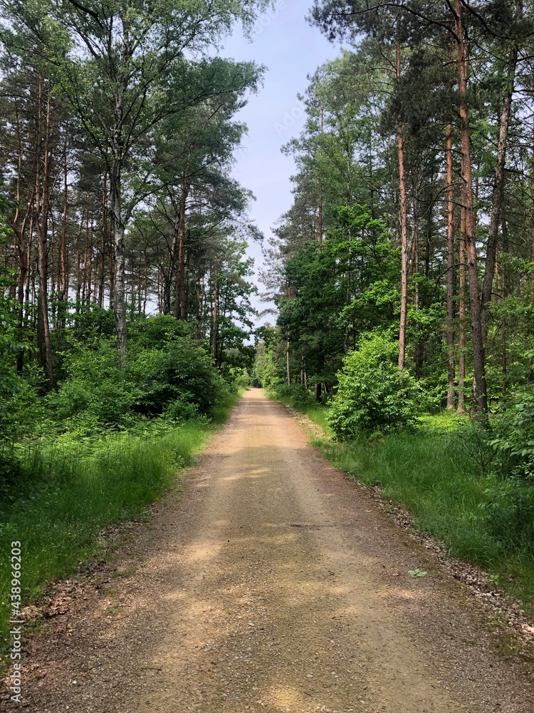 path in the forest - obrazy, fototapety, plakaty 