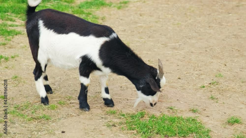 Young Little Black and White Goat Eating Grass on Pasture Young Little Black and White Goat Eating Grass on Pasture
