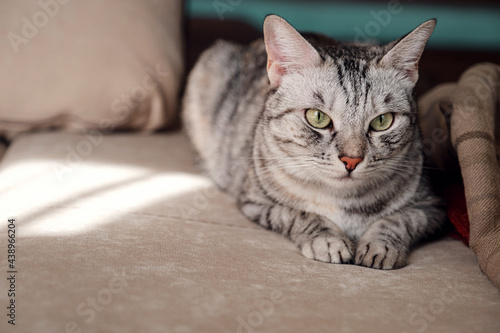 Portrait of a pretty cat is sitting on a sofa.