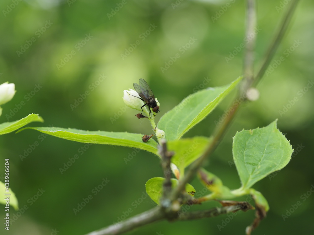 fly on leaf
