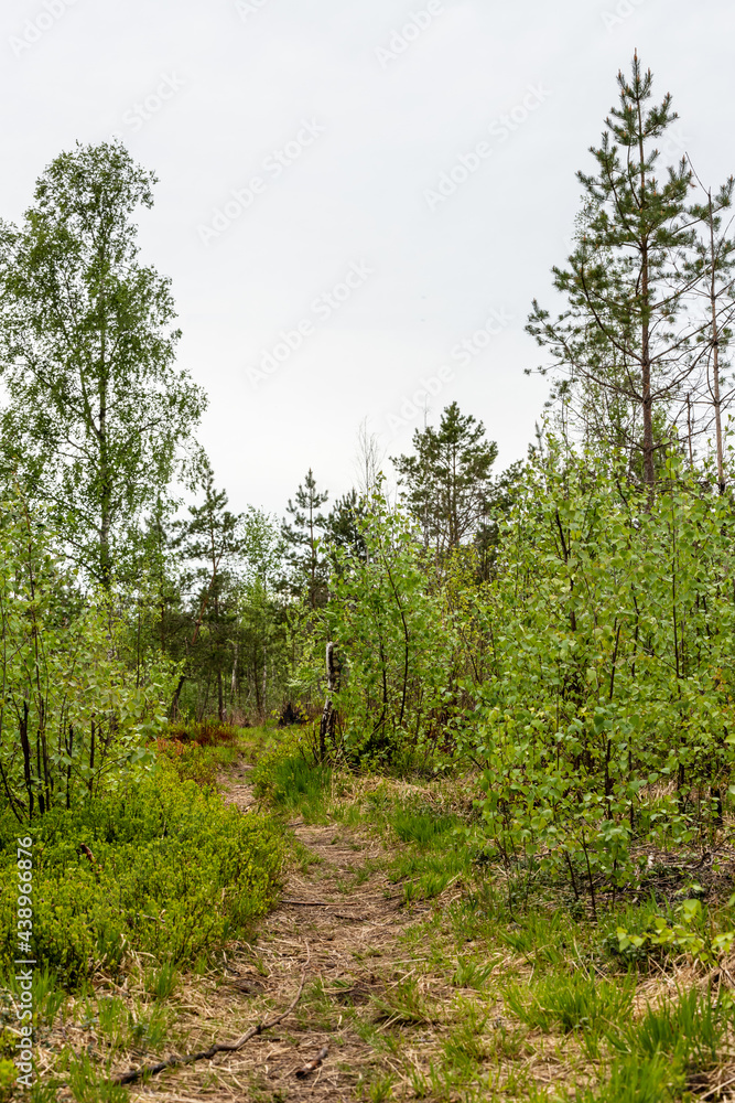 Pathway in swamp during grey day. Vertical photo of small birches, pine trees, grass and red whole berry plants surrounding small road in wetlands at spring Pathway in swamp during grey day. Vertical photo of small birches, pine trees, grass and red whole berry plants surrounding small road in wetlands at spring