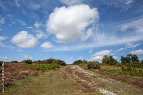 Heather at Blackheath, Wenhaston, Suffolk, England