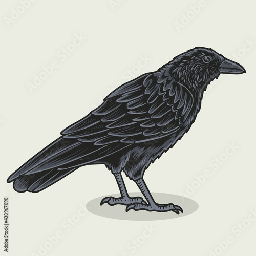 illustration crow bird o white background