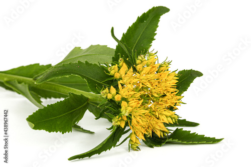 Inflorescence of yellow rhodiola rosea flowers, isolated on white background photo
