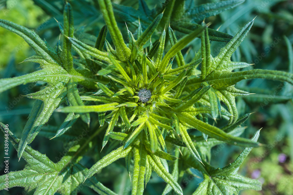 Top view of thistle plant with green spring leaves Top view of thistle plant with green spring leaves