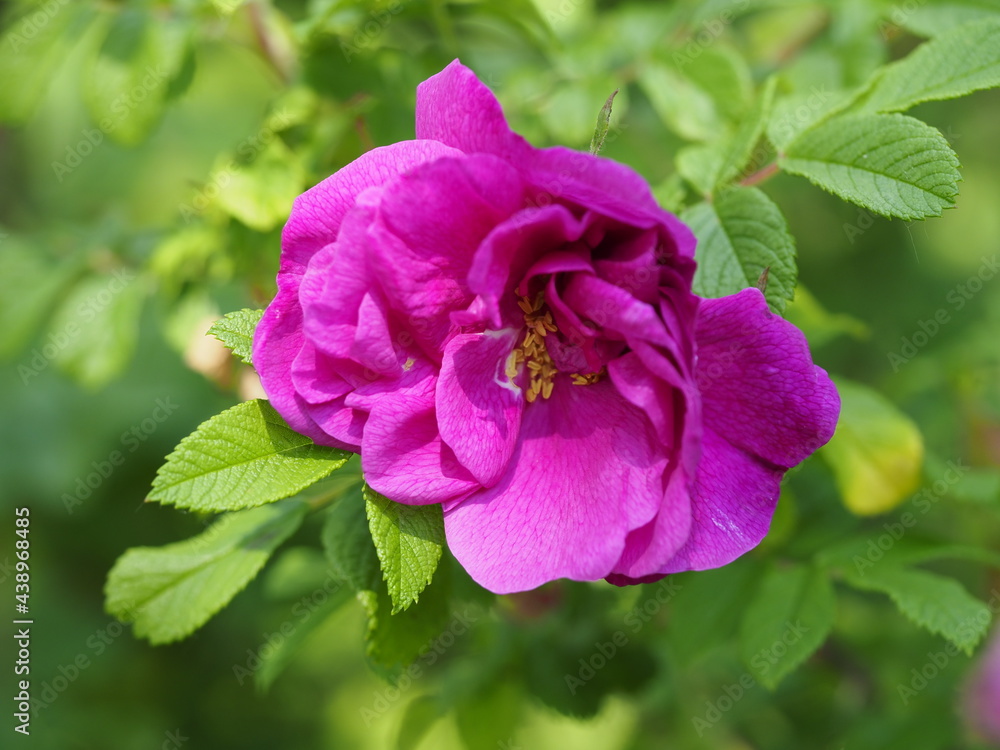 Fototapeta premium pink rose