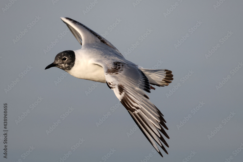 Obraz premium Little Gulls in filght, first summer, so not fully mature flying against blue sky in evening light in summer