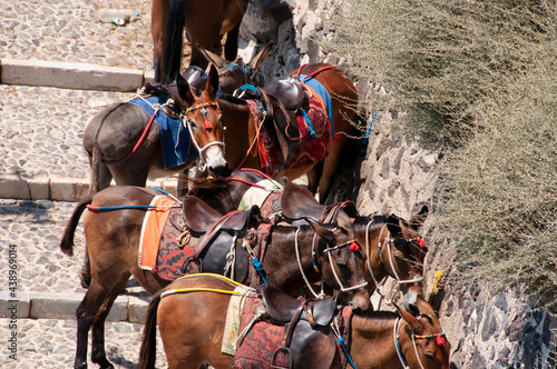 Φωτογραφία A group of transport donkeys in the island of Santorini in Greece in the descent