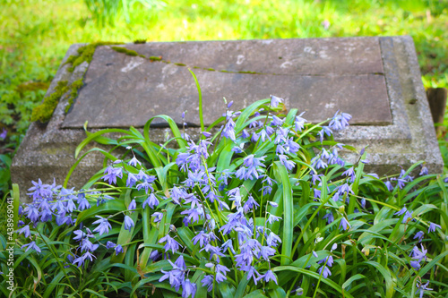 Old unmarked gravestone in grass with blue Siberian squill flowers (Freiburg, Germany)