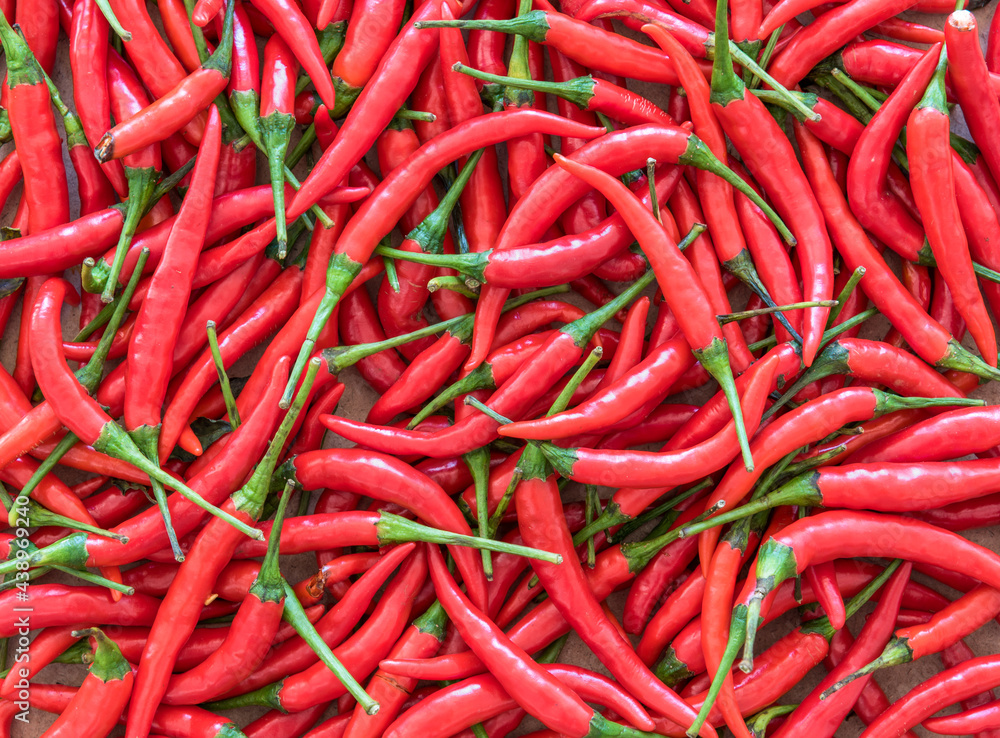 .Background image of red hot chili pepper .Background image of red hot chili pepper
