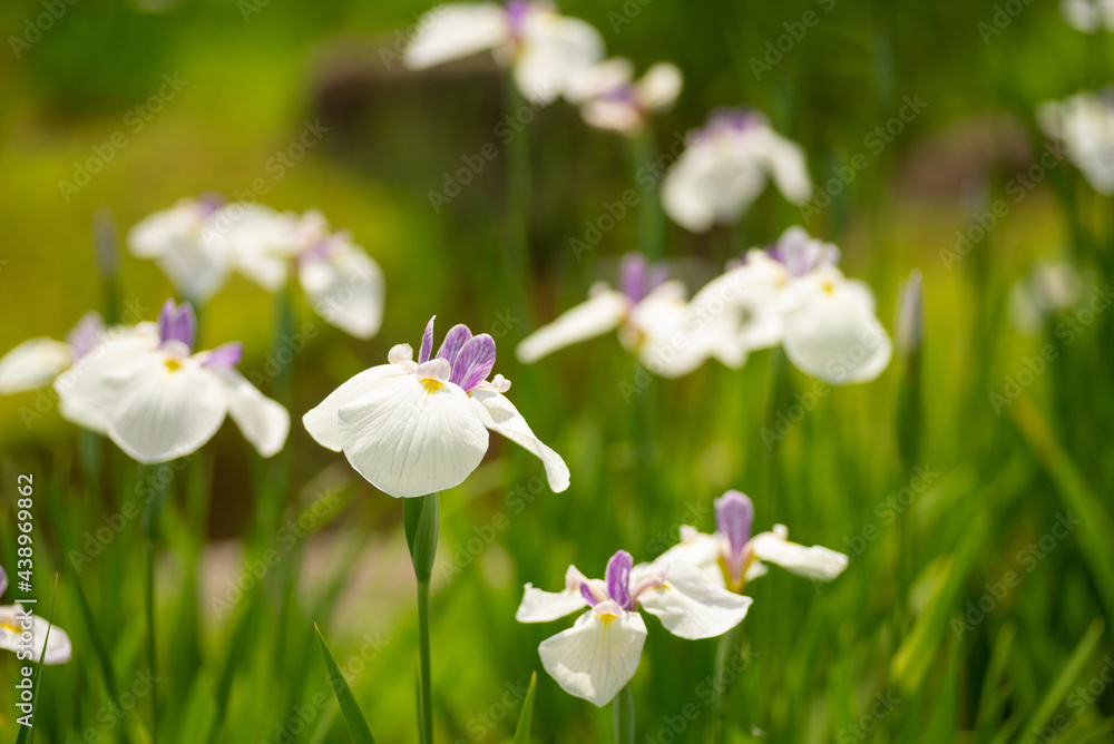 満開の花菖蒲 満開の花菖蒲