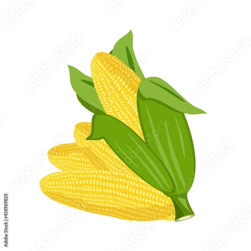Corn cobs harvest fresh nature vector on white background. Vector corn natural raw cob agriculture sweet corn. Farm vegetable grain corn maize nutrition leaf vegetarian ingredient.