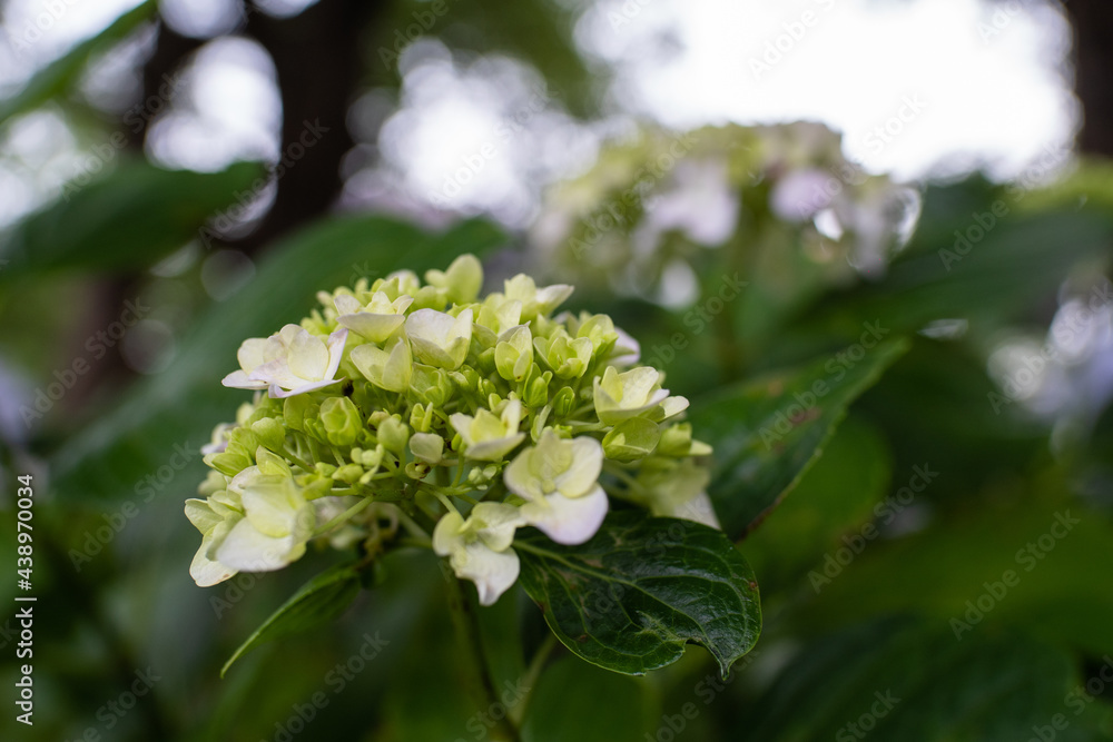 藤森神社 紫陽花祭 藤森神社 紫陽花祭