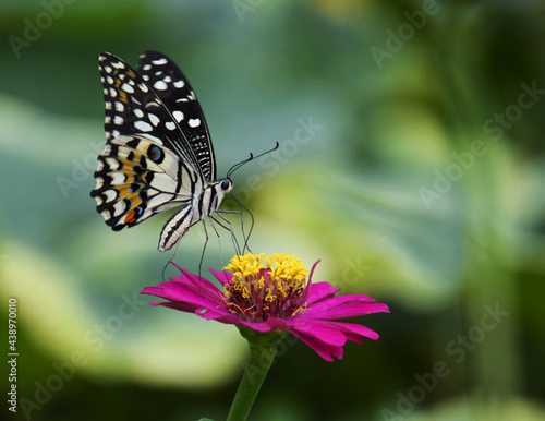 Beautiful butterflies are sucking nectar from flowers