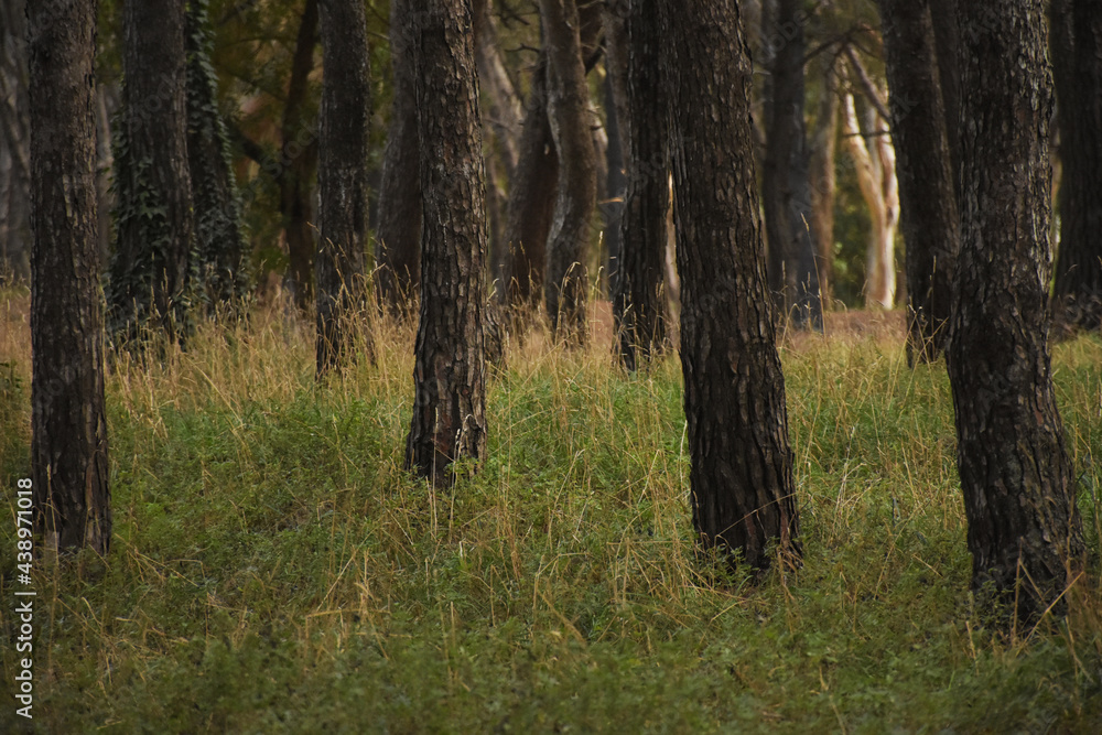 Fototapeta premium Background trees in the forest with green grass and soft sunlight at sunset in Necochea