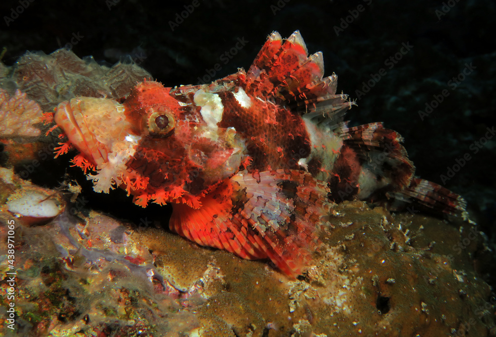 A Bearded Scorpionfish resting on corals Cebu Philippines A Bearded Scorpionfish resting on corals Cebu Philippines