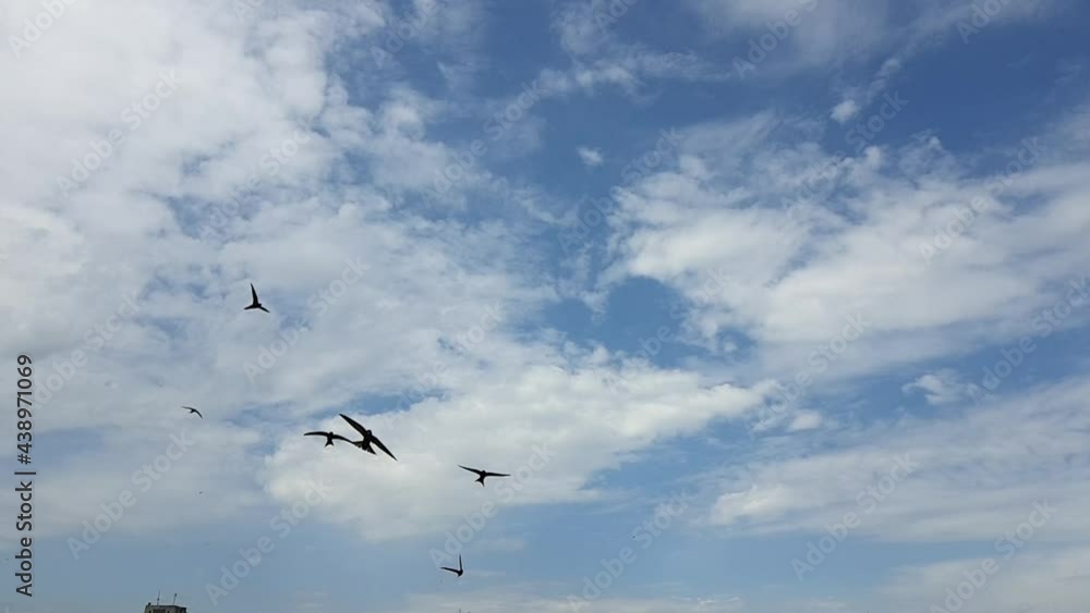 Swifts into an urban environment. Slow-motion. Swifts into an urban environment. Slow-motion.