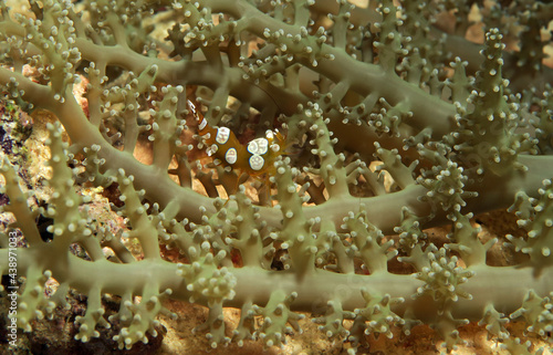 A Squat shrimp on a soft coral Cebu Philippines