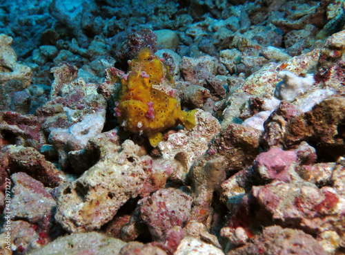 A yellow Warty Frogfish on rocks Pescador Island Philippines