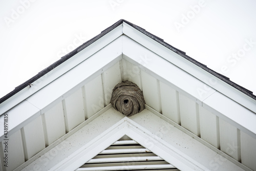 A large hornet's nest in the top of a house photo