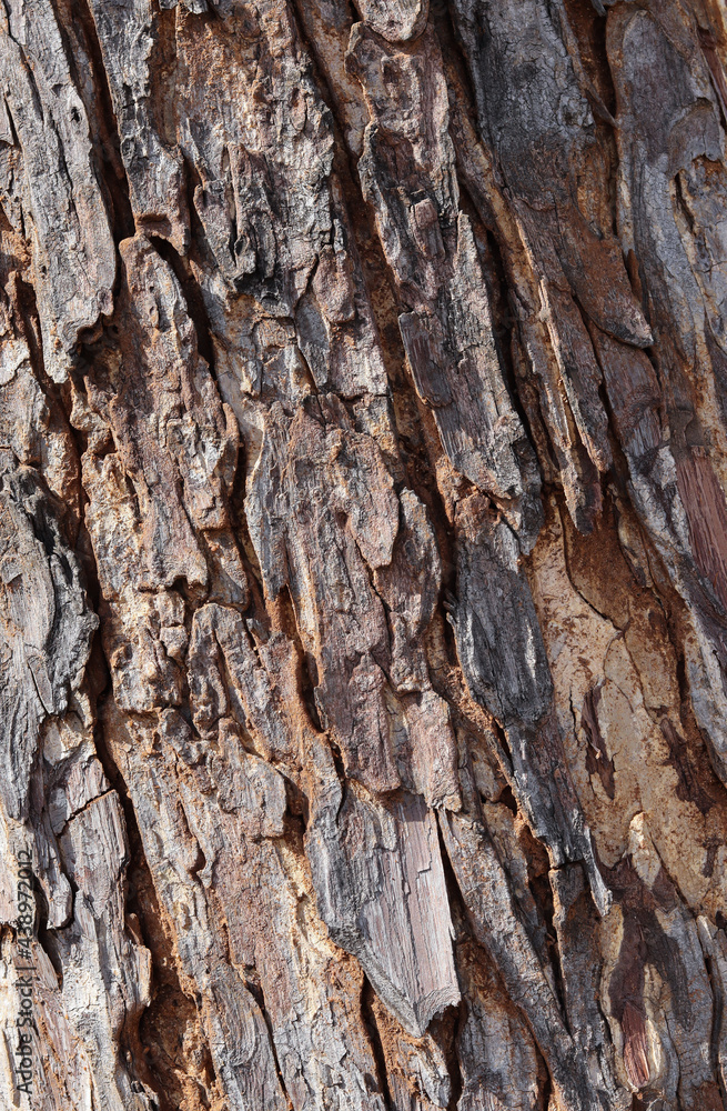 Bark of a tree with scales drying away due to the disease of Maple and is a responsible work of the environmental protection agency to nurture it. Bark of a tree with scales drying away due to the disease of Maple and is a responsible work of the environmental protection agency to nurture it.