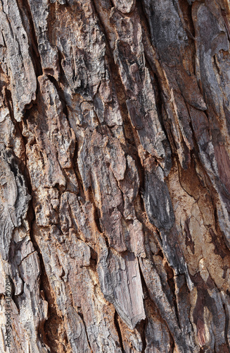 Bark of a tree with scales drying away due to the disease of Maple and is a responsible work of the environmental protection agency to nurture it. © priya