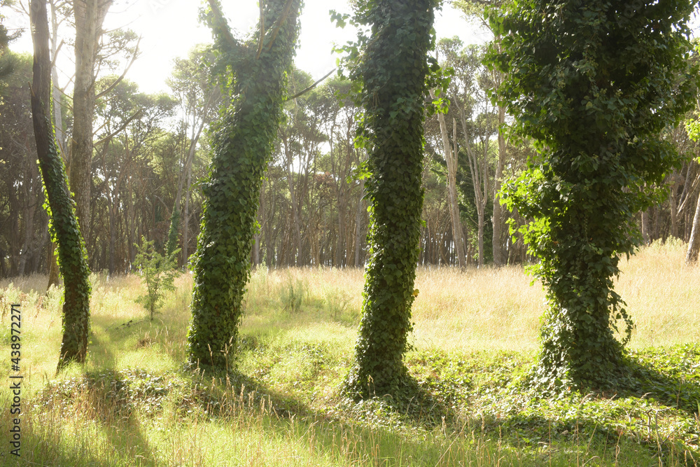 Four trees with green leaf vines in the forest Four trees with green leaf vines in the forest