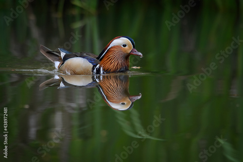Mandarinente mit Spiegelung