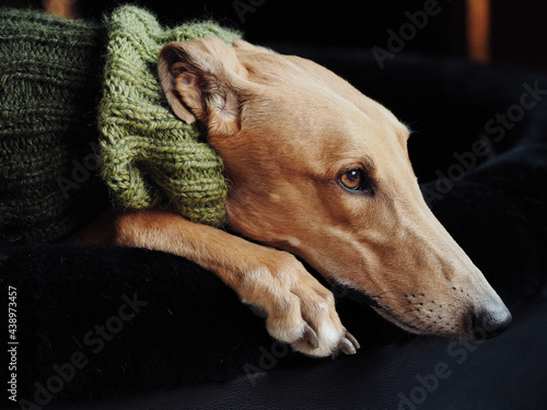 Foto Pet fawn greyhound wearing a knitted snood