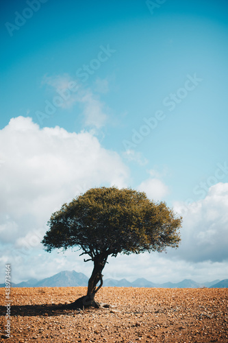 Karoo Tree