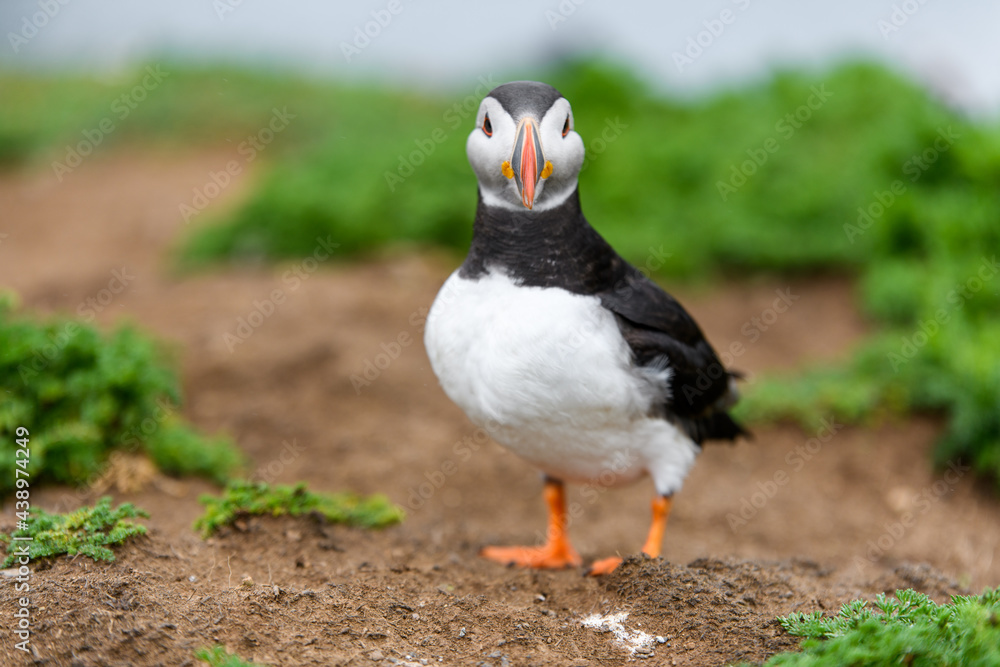 Obraz premium Wild Sea Birds Atlantic Puffins at the coast of Skomer Island, Pembrokeshire, Wales, UK