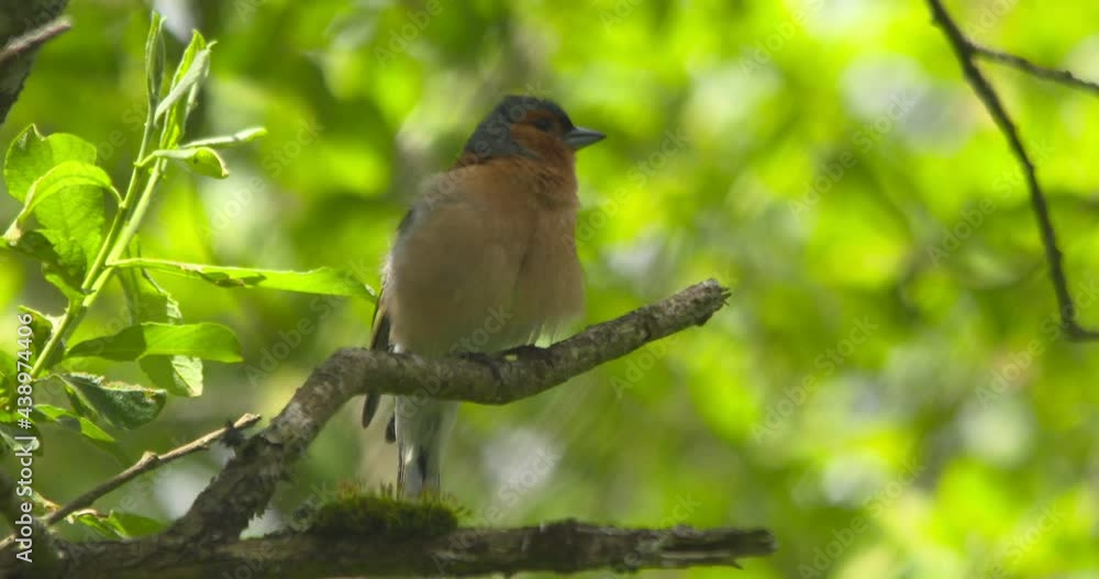 Chaffinch pretty bird singing from green leafy tree branch slow motion Chaffinch pretty bird singing from green leafy tree branch slow motion