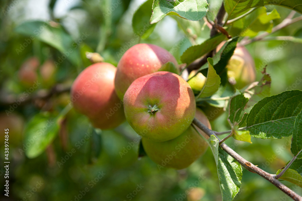 apple harvest