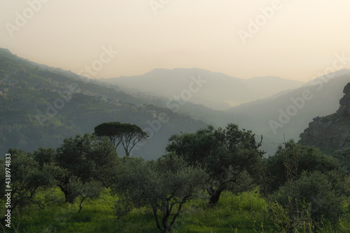 Green landscape of olive trees and cedars on the mountains of Mount Lebanon at sunset