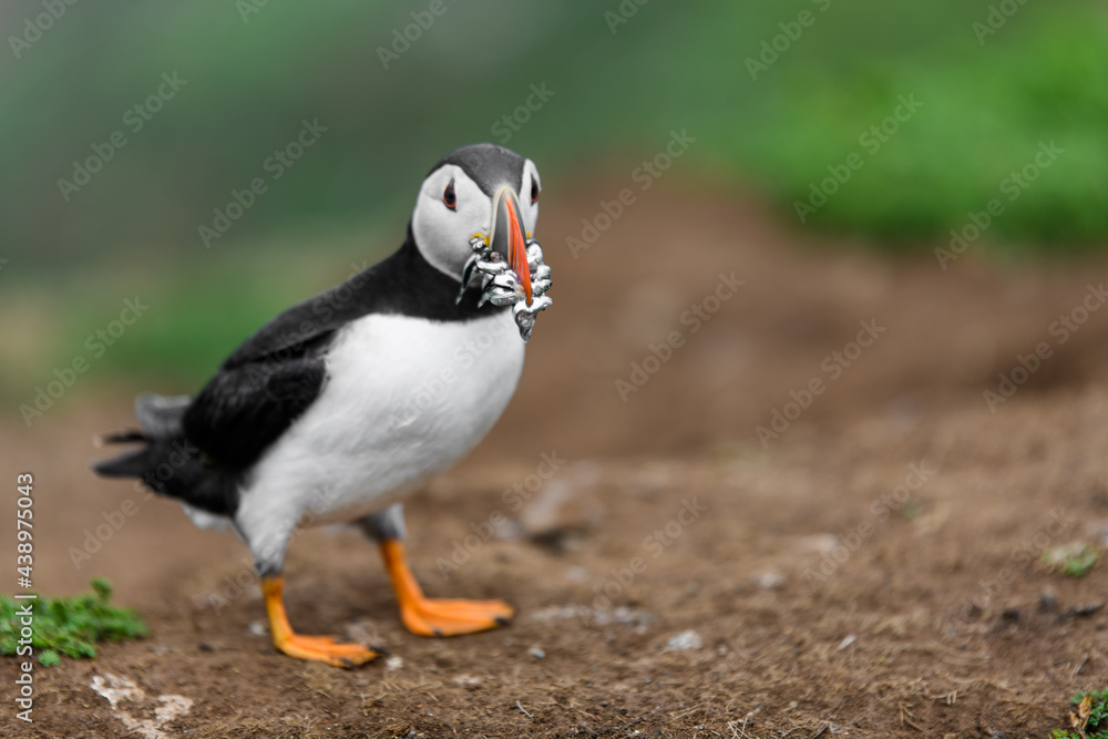 Fototapeta premium Wild Sea Birds Atlantic Puffins at the coast of Skomer Island, Pembrokeshire, Wales, UK