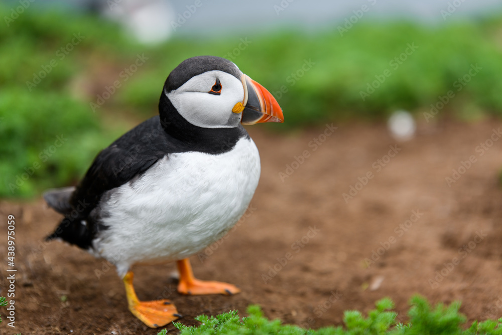 Wild Sea Birds Atlantic Puffins at the coast of Skomer Island, Pembrokeshire, Wales, UK Wild Sea Birds Atlantic Puffins at the coast of Skomer Island, Pembrokeshire, Wales, UK