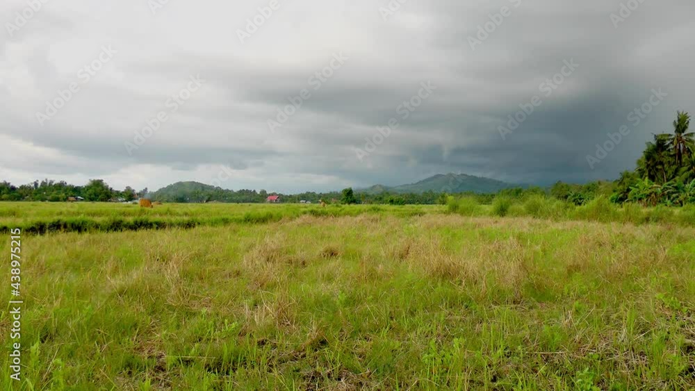 Rice field already been harvest in Philippines Rice field already been harvest in Philippines