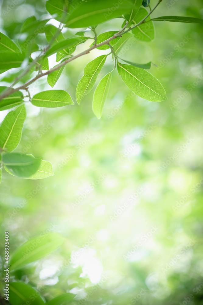 Beautiful nature view of green leaf on blurred greenery background in garden and sunlight with copy space using as background natural green plants landscape, ecology, fresh wallpaper concept. Beautiful nature view of green leaf on blurred greenery background in garden and sunlight with copy space using as background natural green plants landscape, ecology, fresh wallpaper concept.