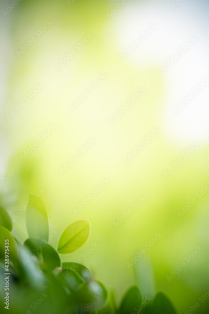 Beautiful nature view of green leaf on blurred greenery background in garden and sunlight with copy space using as background natural green plants landscape, ecology, fresh wallpaper concept. Beautiful nature view of green leaf on blurred greenery background in garden and sunlight with copy space using as background natural green plants landscape, ecology, fresh wallpaper concept.