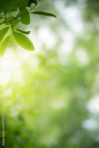 Beautiful nature view of green leaf on blurred greenery background in garden and sunlight with copy space using as background natural green plants landscape  ecology  fresh wallpaper concept.