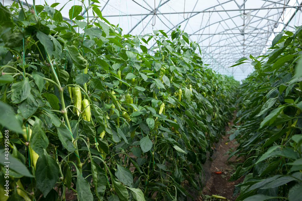 Fototapeta premium green hot peppers