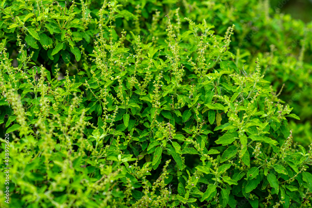 The basil tree brought small flowers. The basil tree brought small flowers.