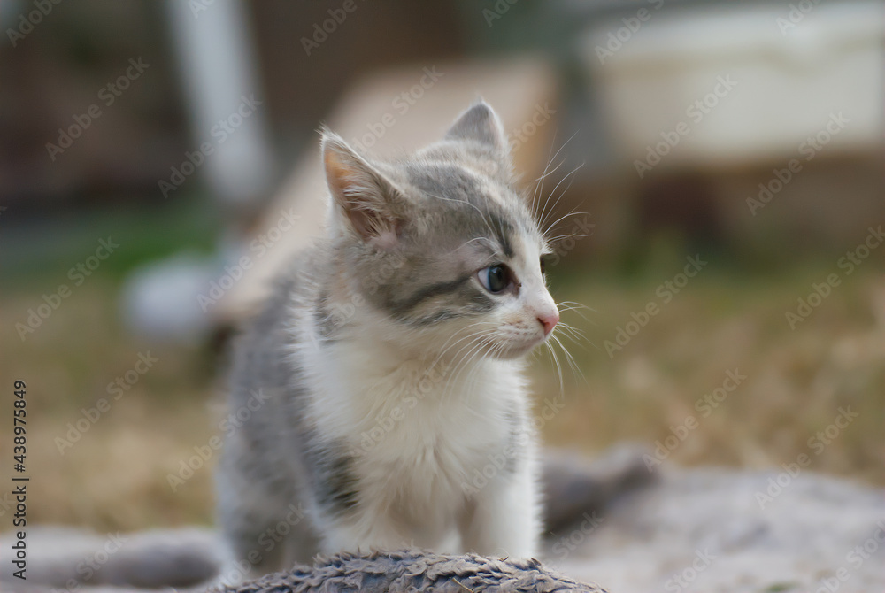 Grey kitten in the garden