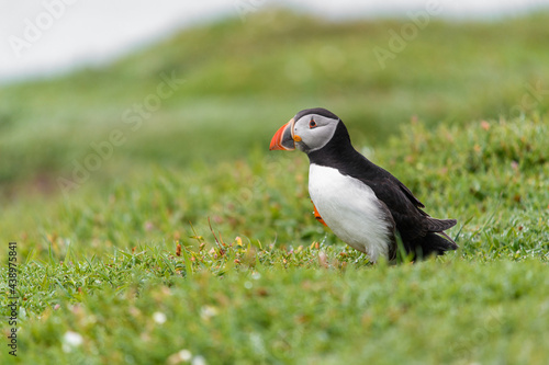 Wild Sea Birds Atlantic Puffins at the coast of Skomer Island, Pembrokeshire, Wales, UK